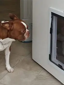 American Pet Doors in wall pet door with dog using it for the first time